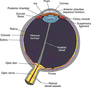 Strabismus (crossed eyes) - Cause and Treatment Strabismus (crossed eyes) - Cause and Treatment