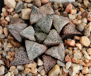 Name: Haworthia 