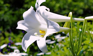 Lilium - Lilies HD wallpapers