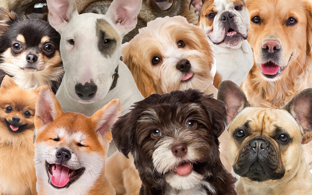 MorsoRosso QUANTE RAZZE DI CANI CI SONO AL MONDO?