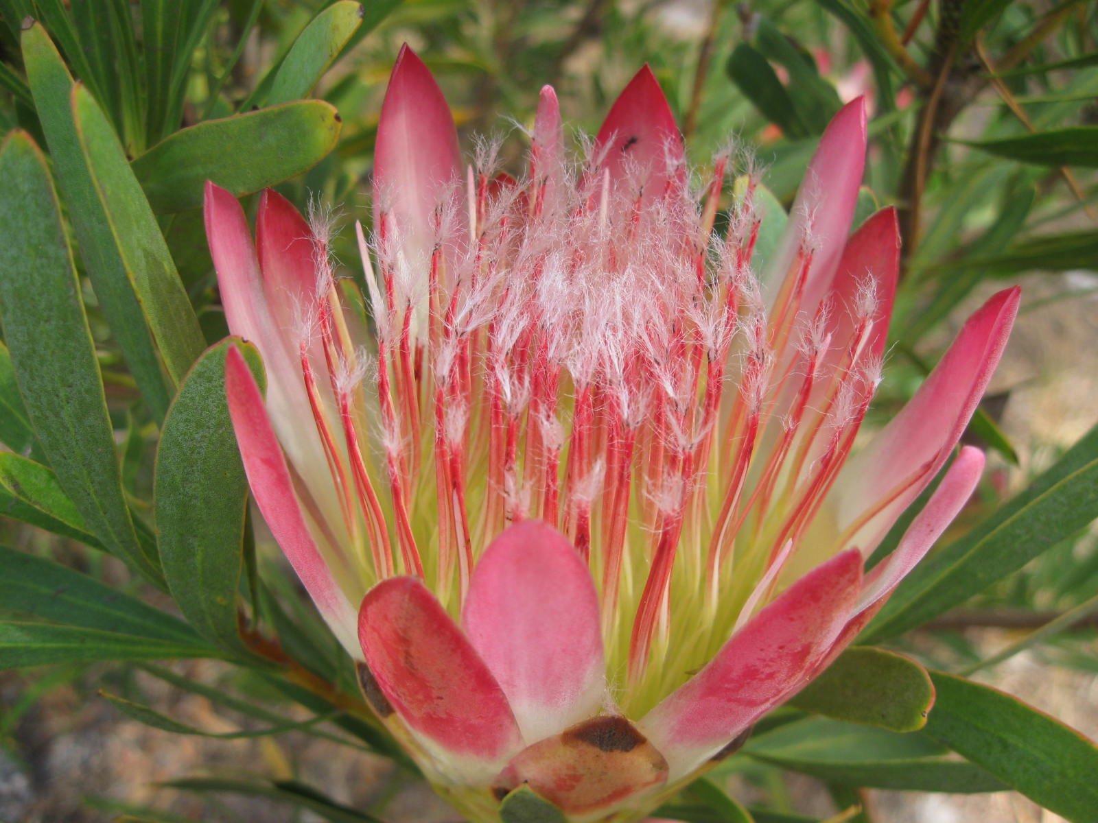 Meadowridge Common Garden plants that grow naturally on sandy flats