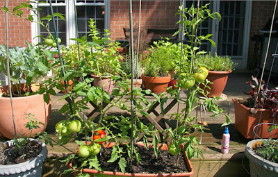 Minimalist Home Garden Ideas