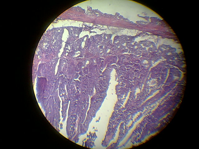 Histology Slides 2nd Year ~ Bahrian Doctors