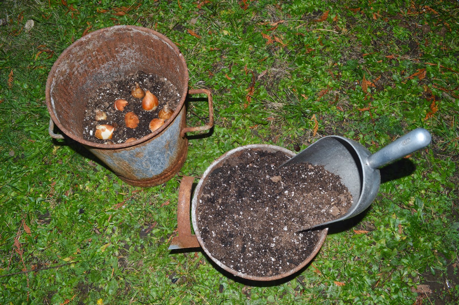 Planting Spring flowering Bulbs in Containers