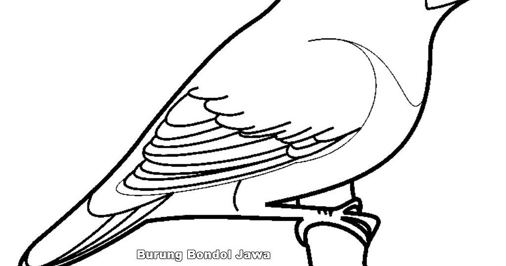 Izarnazar Gambar Mewarnai Burung Beo