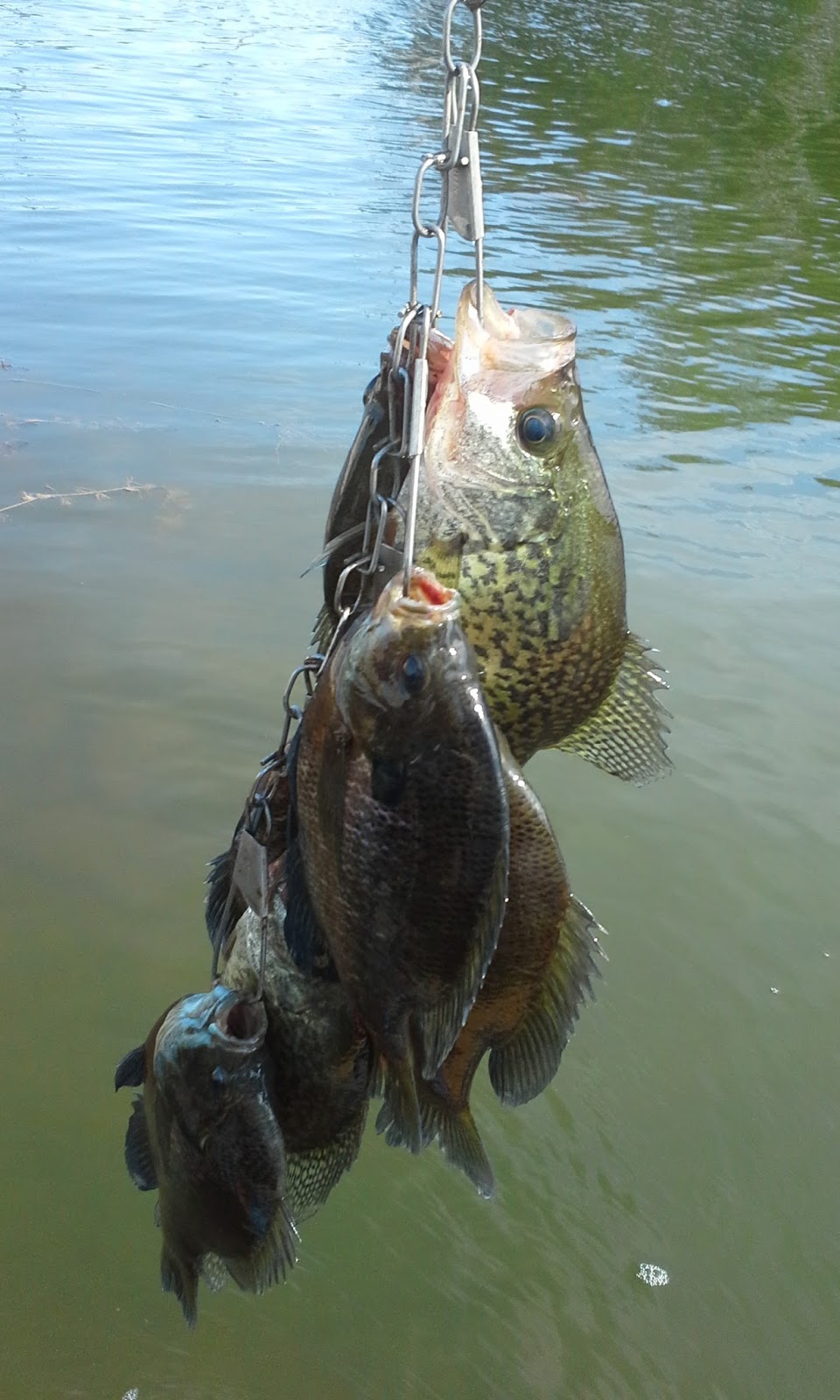 The Show Me Fly Guy Fishing With Tom on Lone Jack Lake