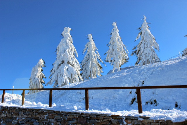 foto de arboles nevados