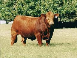 gambar sapi limosin gambar sapi limosin
