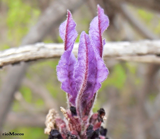 ALHUCEMA: Lavandula stoechas | Plantas rioMoros