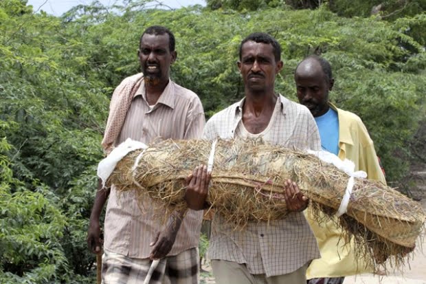 Проблемы восточной африки. Сомали сельское хозяйство.