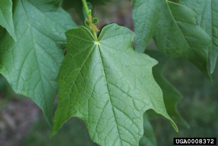 Meet A Tree Black Maple Acer nigrum (also called the Black Sugar
