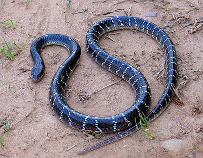 common-krait.jpg