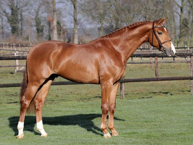© Benny de Ruiter Stables
