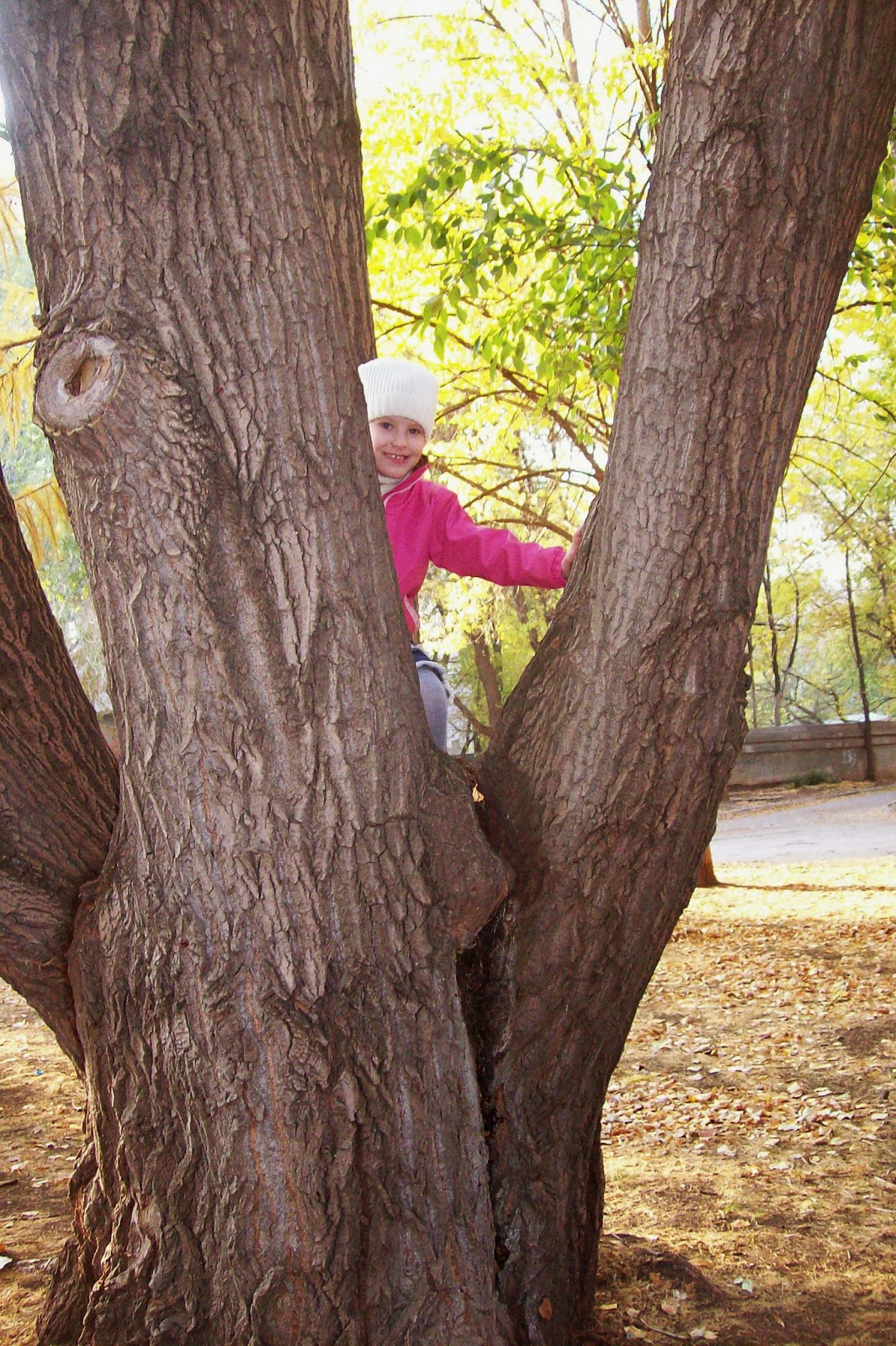 залезать на дерево - увлекательнейшее занятие!