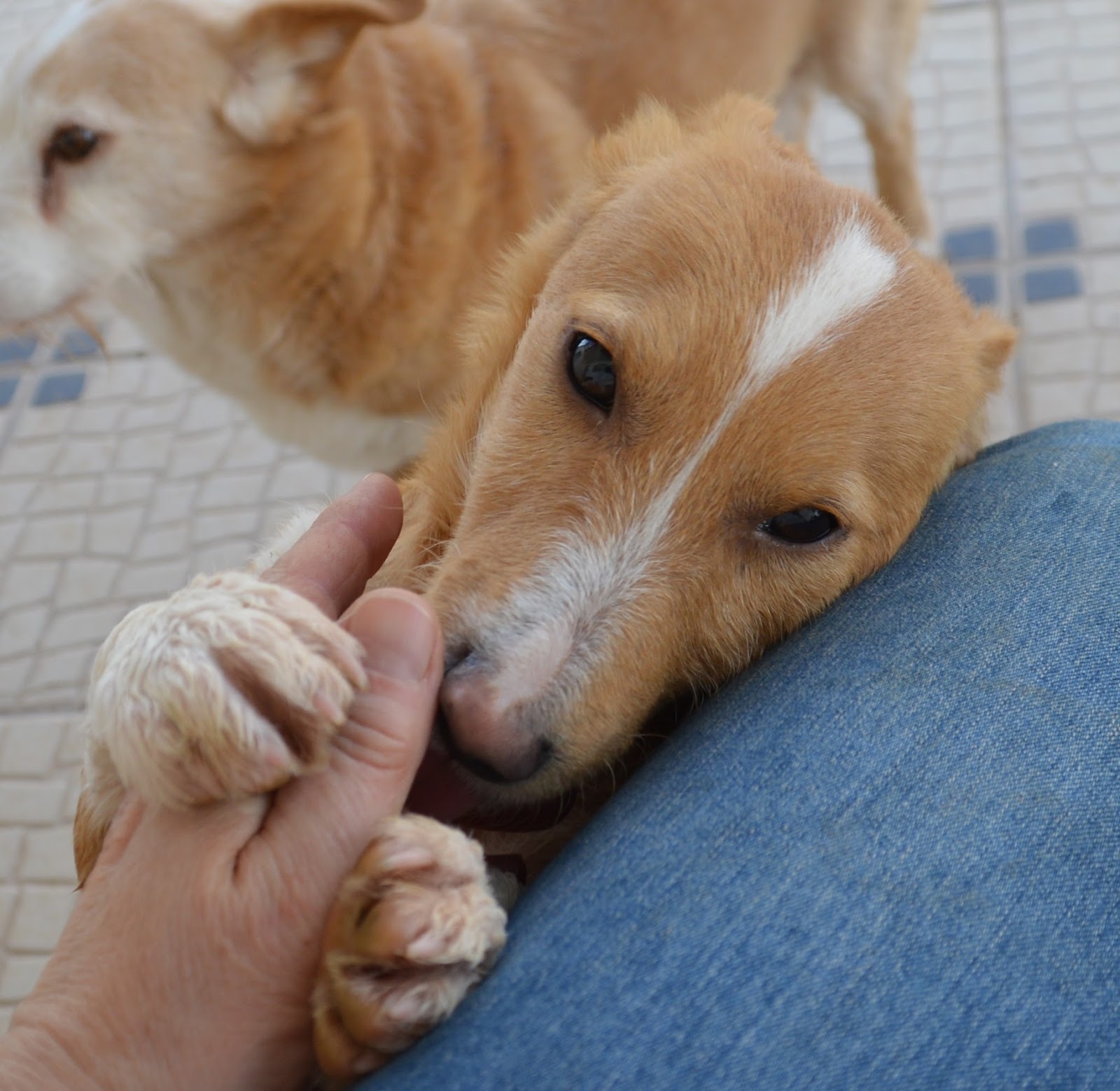 Hunde aus ZentralPortugal adoptieren Nemo im Saarland!