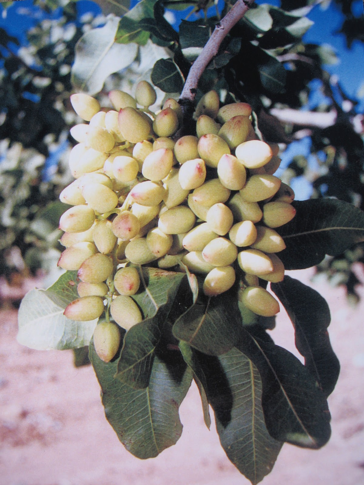 Marpeg ALAMOGORDO AND WHITE SANDS NATIONAL MONUMENT, NEW MEXICO
