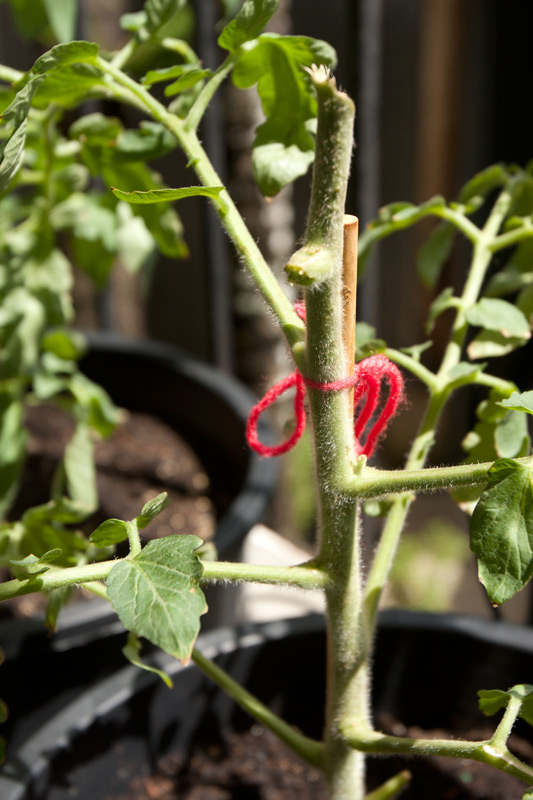 What Can Happen If You Don't Stake Your Tomatoes Properly Adventures