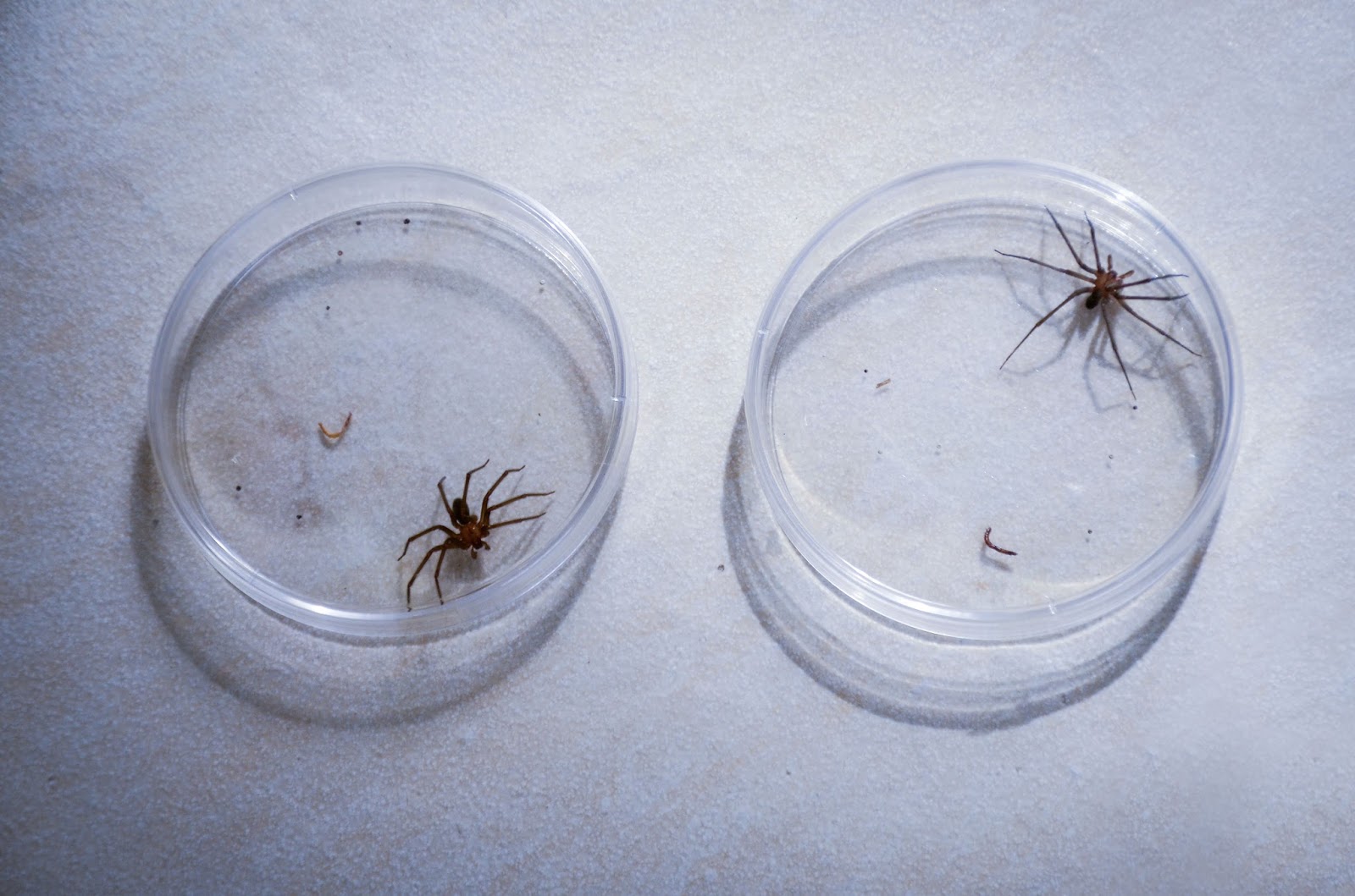 Más del 70 % de hogares de Lima existen arañas caseras cuyo veneno es