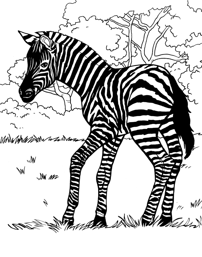 zebra family coloring pages - photo #40
