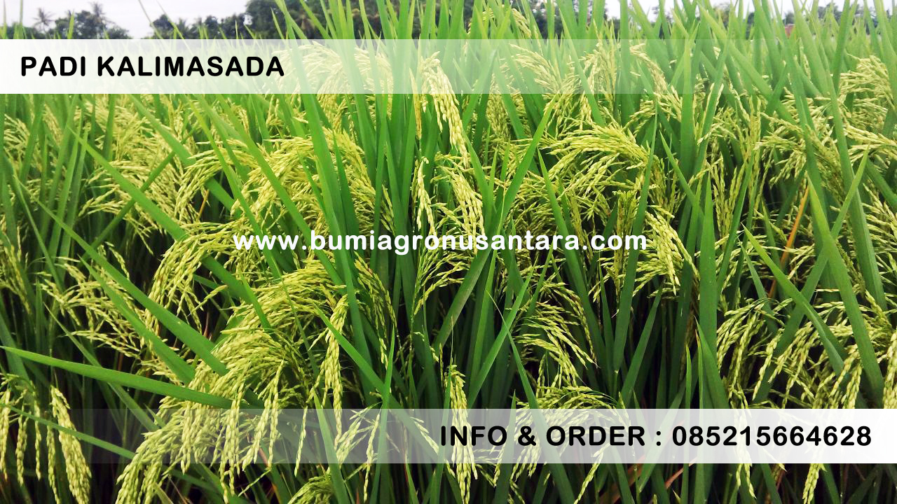 Benih Padi Kalimasada | Padi Unggul Hasil Panen Melimpah benih padi terbaru 2017, bibit padi unggul tahan wereng, jual bibit padi unggul, benih padi unggul ipb 3s, bibit padi unggul sertani, jenis padi unggul umur pendek, bibit padi m70d, bibit padi hibrida terbaru 2017, benih padi kalimasada, padi kalimasada, bibit padi kalimasda, bibit padi K5 Persada, bumi agro nusantara, varietas padi unggul terbaru, padi umur 70 hari, jenis varietas padi ciherang, padi genjah hasil melimpah, jenis padi tahan wereng, padi trisakti, varietas padi ultra genjah, bibit padi unggul cepat panen,