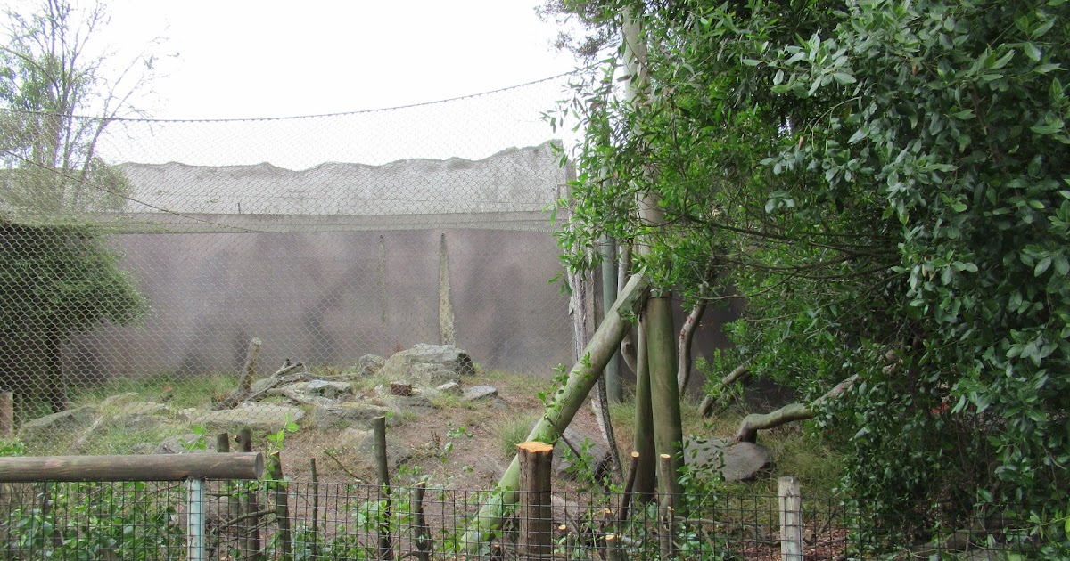 i am NOT an anteater!: HOT TOPIC! - Snow Leopard Cub Petting at the San