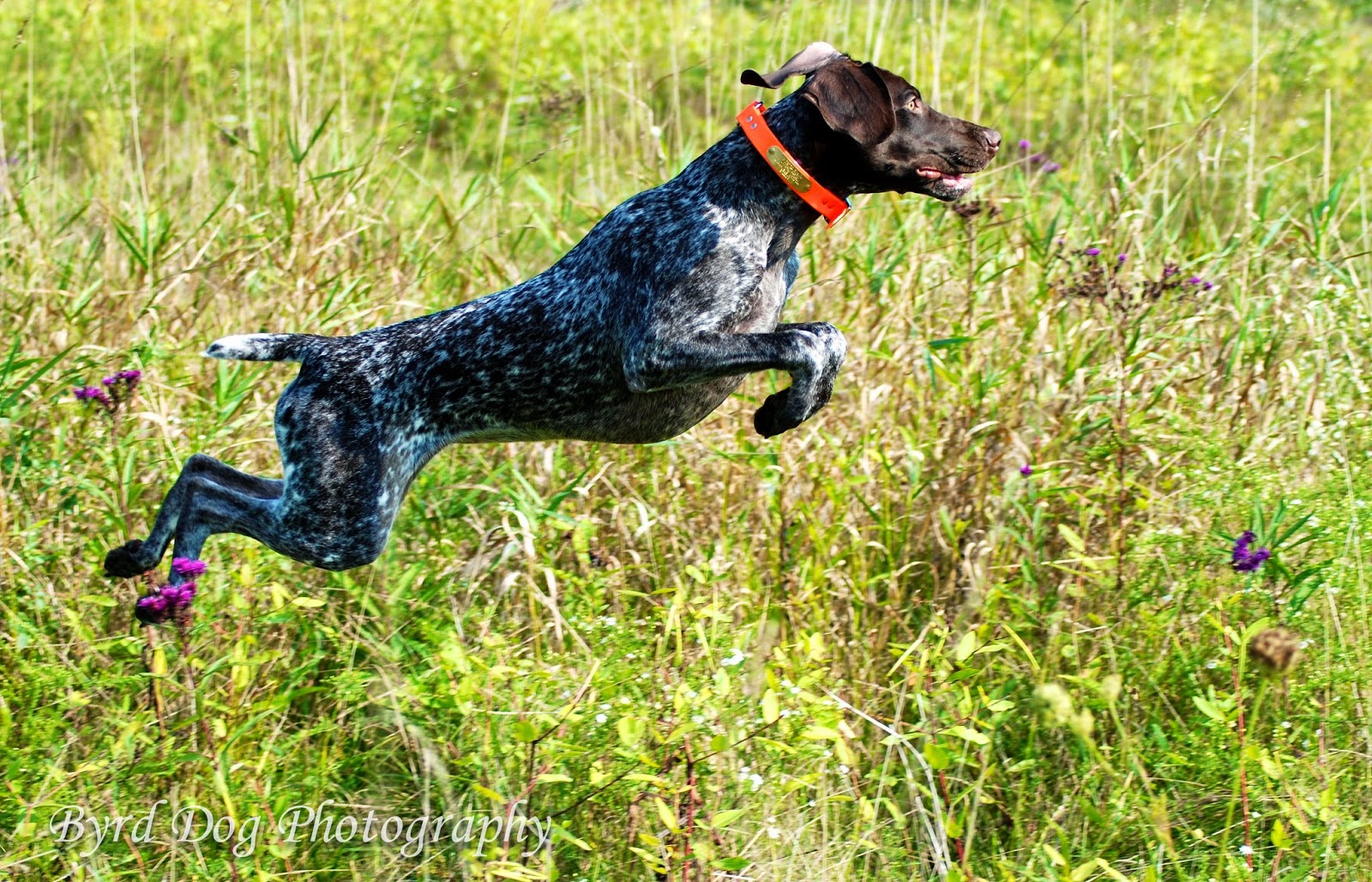 Adventures of a GSP Hunting Dog Hunting Dog Photography Tips Part 1