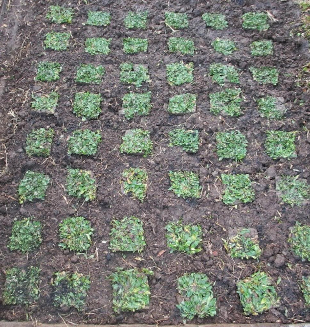 JENIS RUMPUT GAJAH DI INDONESIA http://tipspetani.blogspot.com/2016/05/jenis-rumput-gajah-di-indonesia.html