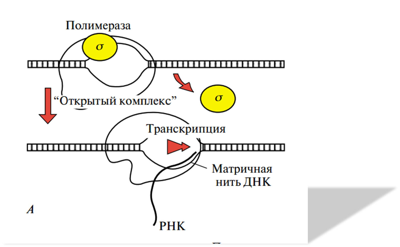 Элонгация транскрипции. ДНК-зависимая РНК-полимераза прокариот. ДНК полимераза репликация ДНК. РНК полимеразы прокариот. РНК полимераза биохимия.