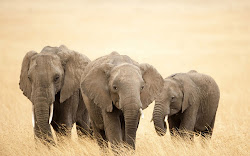 desktop elephants wallpapers elephant backgrounds background wallpapersafari