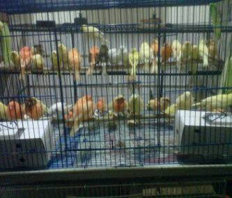 foto gambar kenari lokal super bahan anakan bakalan 2 3 bulan