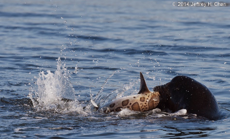 The Natural History of Bodega Head The Leopard vs. the Lion