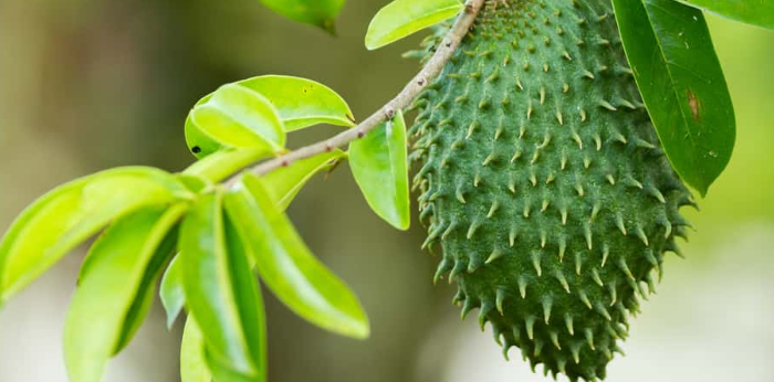 Kanker Payudara Sembuh Dengan Daun Sirsak Kanker Payudara Sembuh Dengan Daun Sirsak