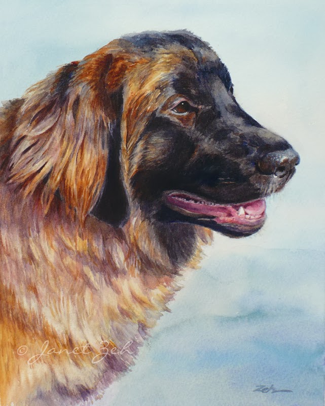 Leonberger Pet Portrait in watercolor