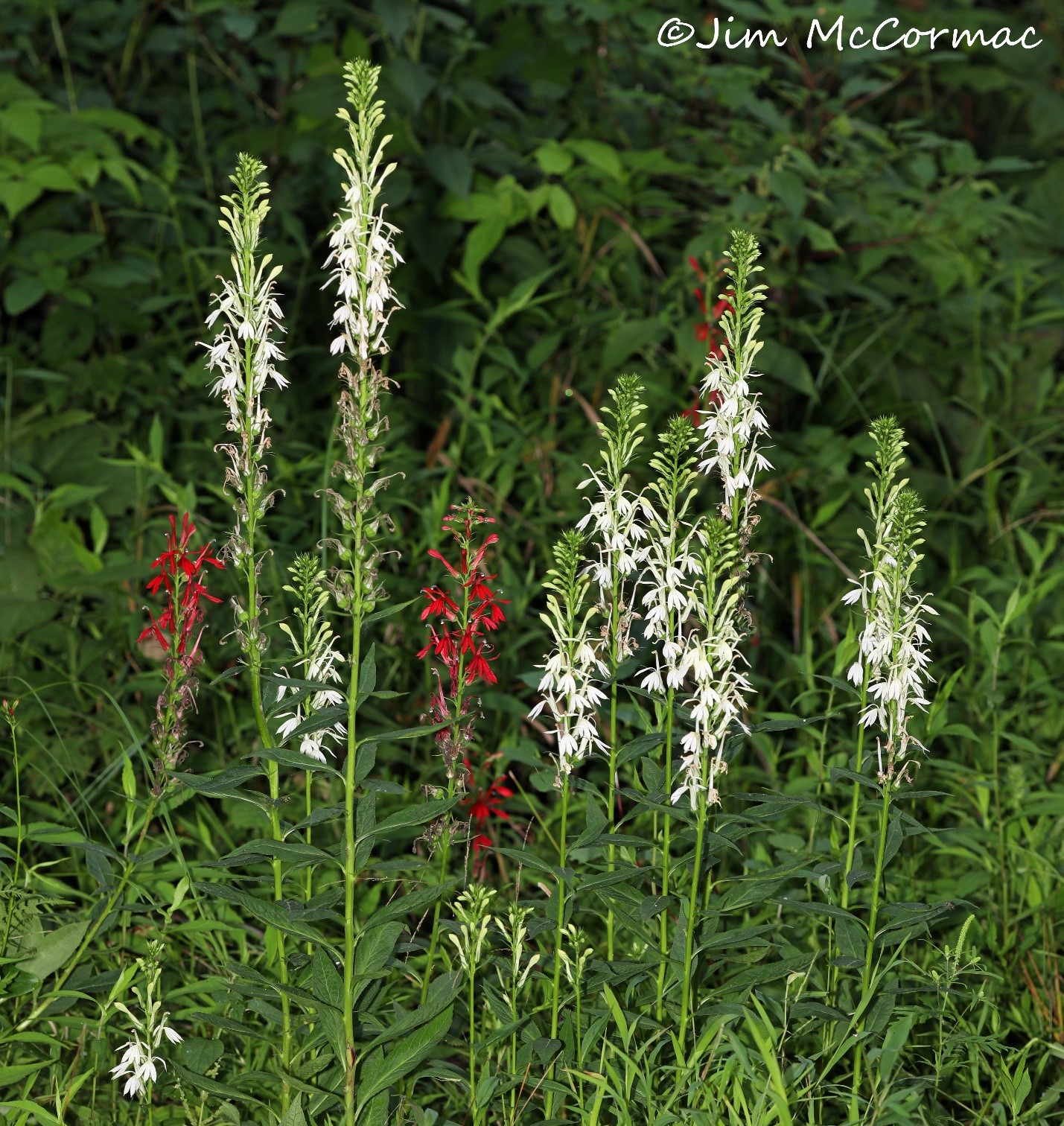 Cardinalflower, rare in white, and pollinating swallowtails