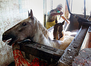Horses Tripping After Getting New Shoes Horses Tripping After Getting New Shoes