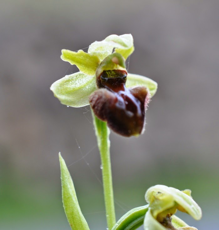 Ophrys sphegodes Ophrys sphegodes