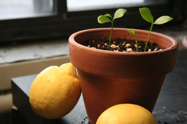 cultiva limonero