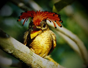 Fotografías, viajes por la Amazonía