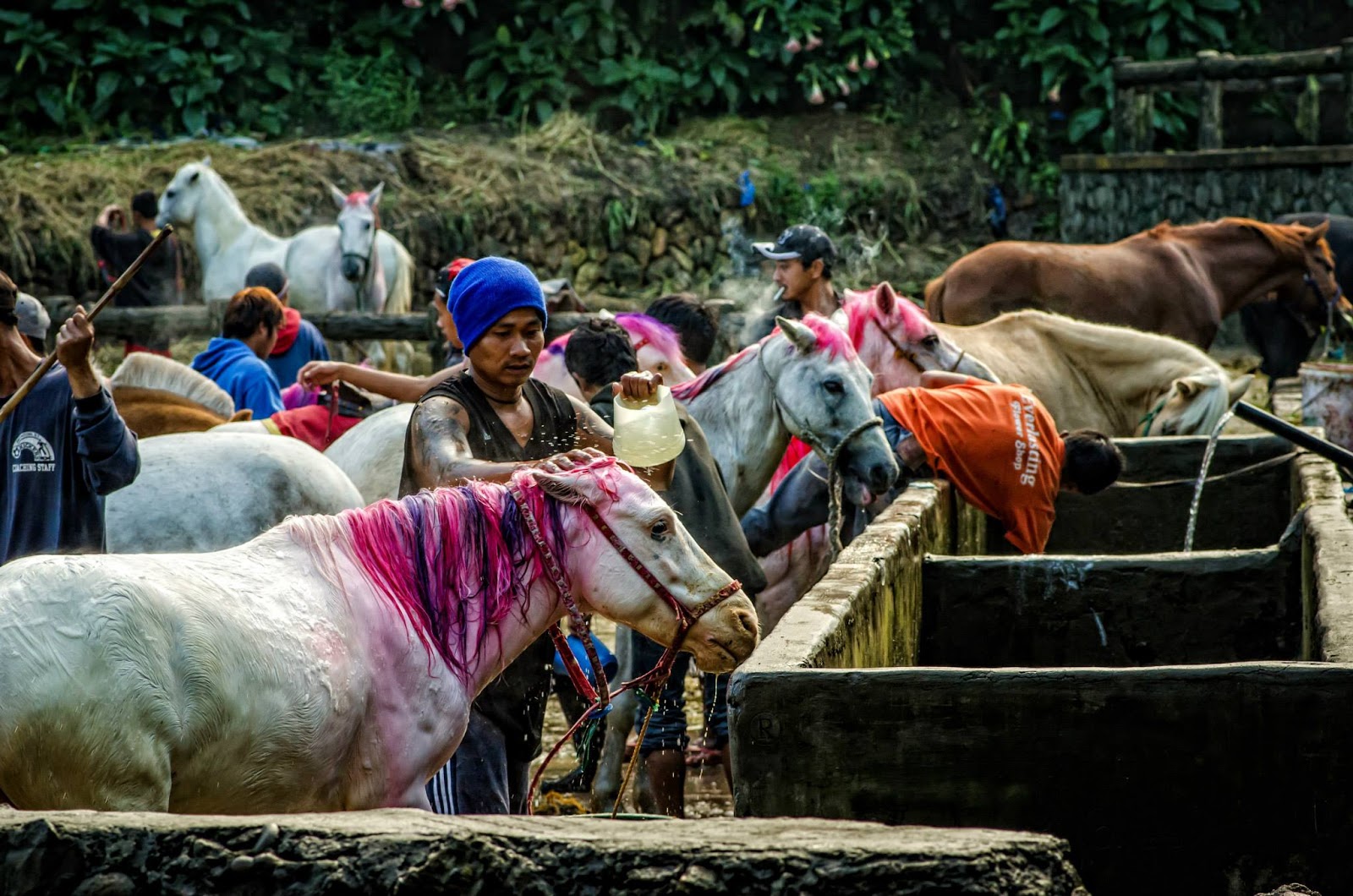 The Simplest Ways to Make the Best of Baguio City Horses AvianQuests