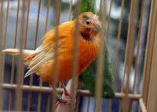 kebotakan pada lovebird kebotakan pada lovebird, kebotakan lovebird, lovebird botak