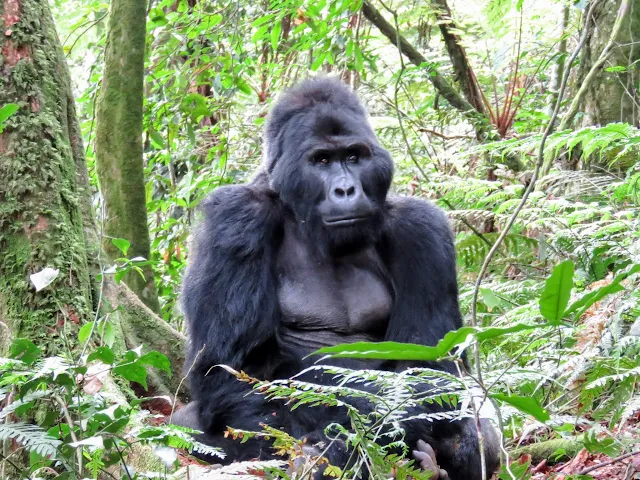 Uganda gorilla tracking safari: Beta male in the Nkuringo family of Mountain Gorillas in Uganda