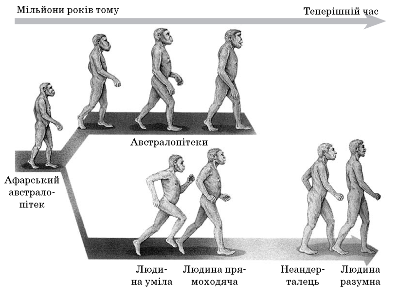 Антропогенез расы людей. Систематичне положення виду людина розумна. Зображення людини вмілої. Сучасна система органічного світу. Хронологічна послідовність еволюційних етапів розвитку людини.