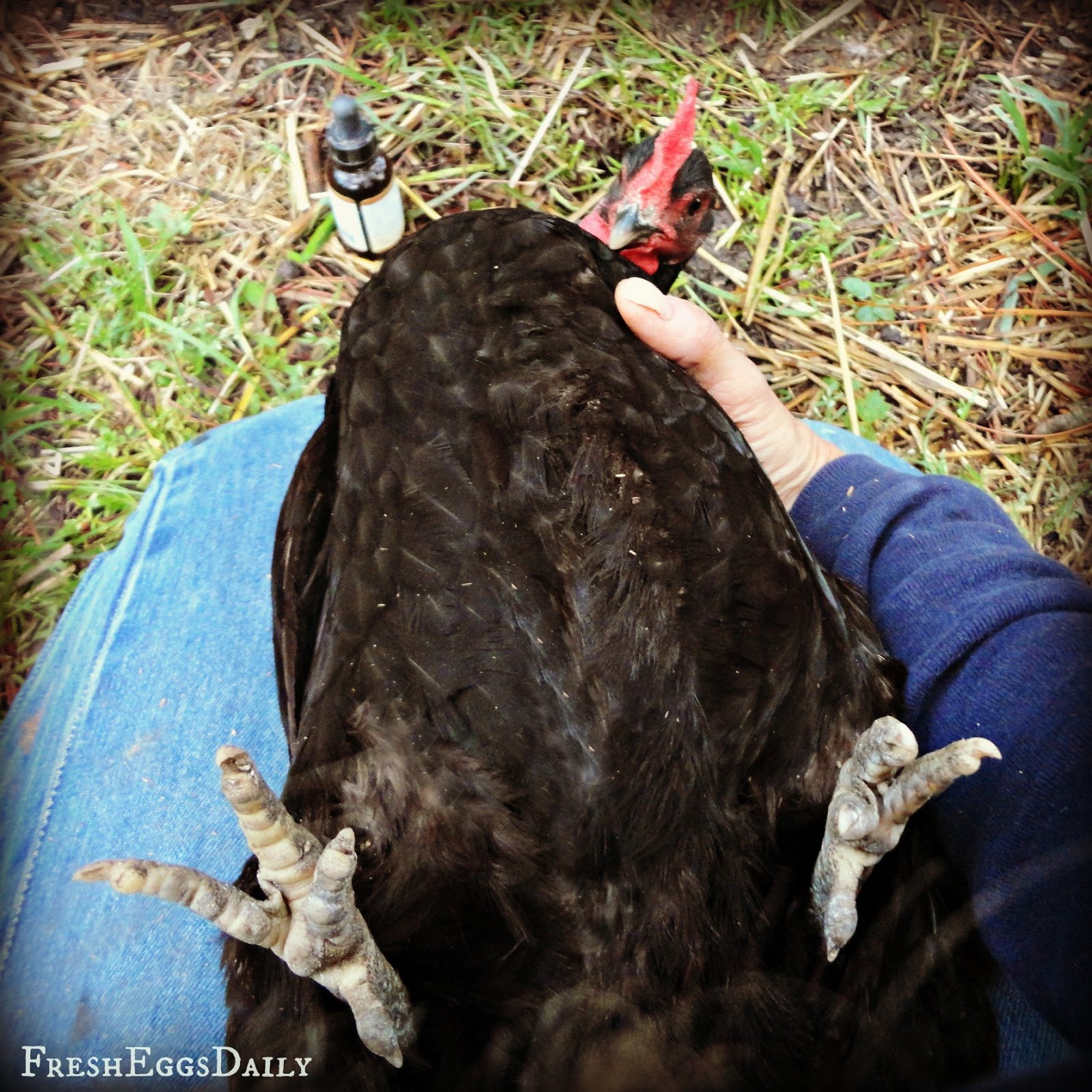 How to Administer Medication to a Chicken Fresh Eggs Daily® with Lisa