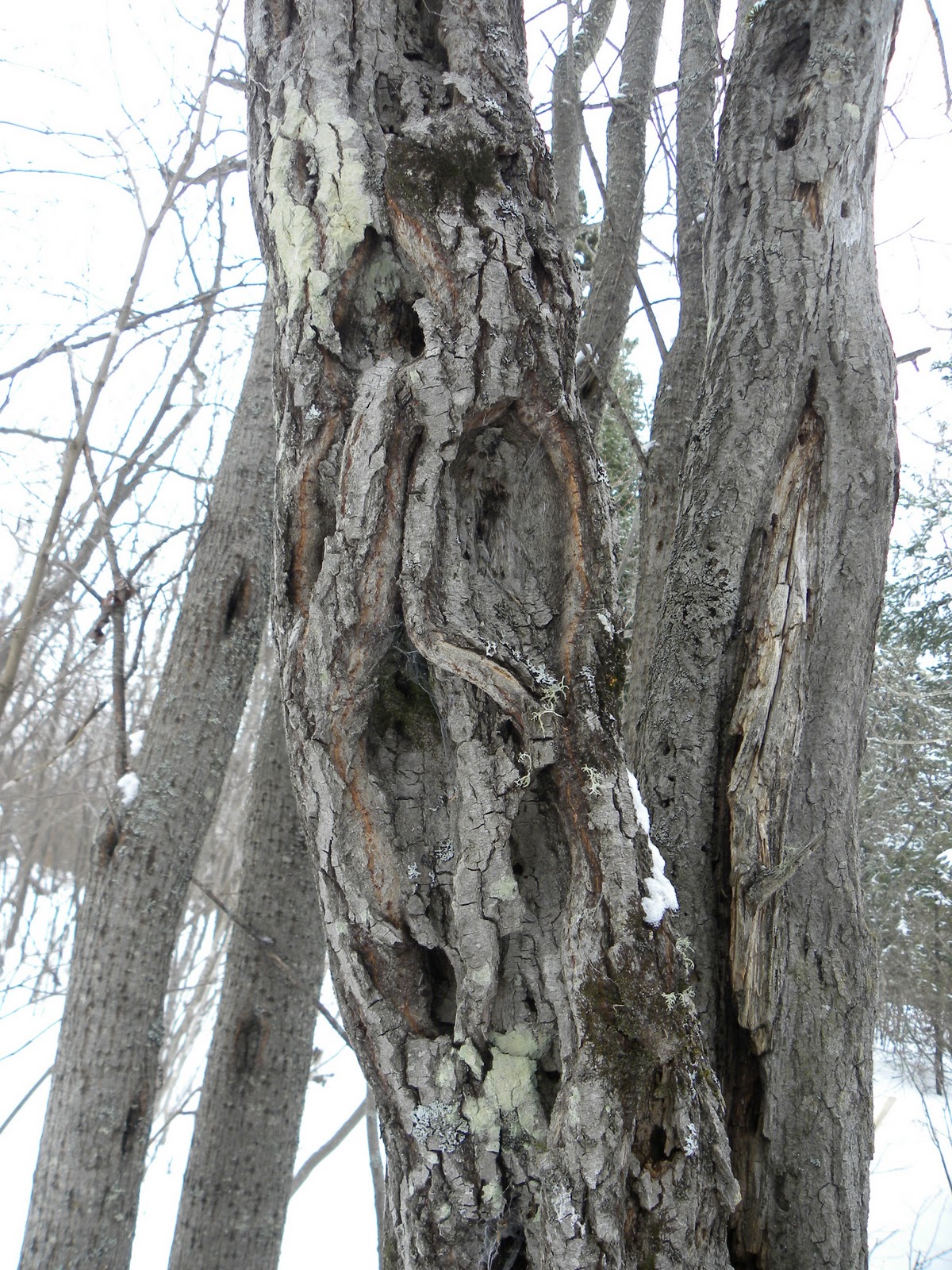 BYTES Craft Treasures Diamond Willow