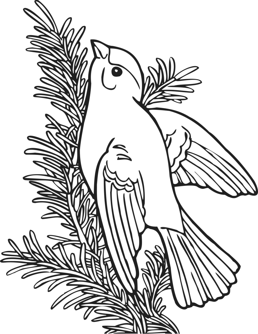 Bird In Everything Coloring Book Birds