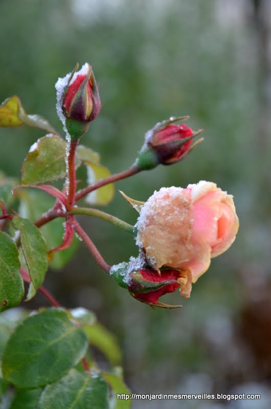 bottines roses poudrées