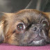 Quelles sont les effets du chien sur l'homme ?