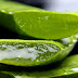 No Evidence of Aloe Vera Found in the Aloe Vera at Wal-Mart, CVS