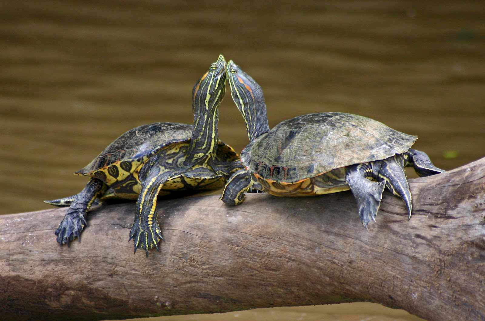 animal-zoo-life-turtles-pet-turtles-sea-turtles-leatherback-turtles