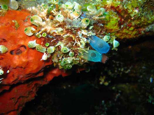 pantai tulamben karangasem